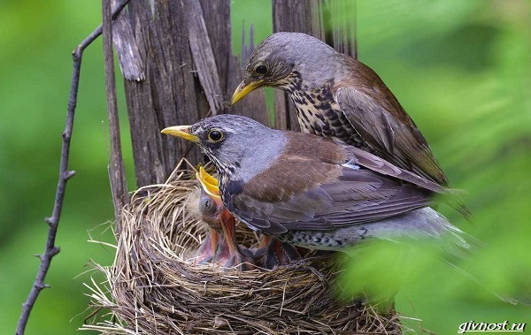 Дом-крепость: Птицы начали использовать шипы для защиты гнезд