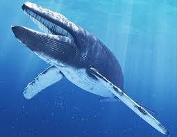 Ученые смогли провести 20-минутный разговор с китом