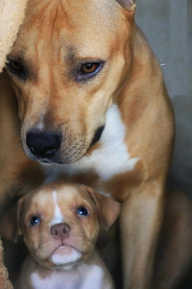 Все мамы одинаковы, даже в мире собак