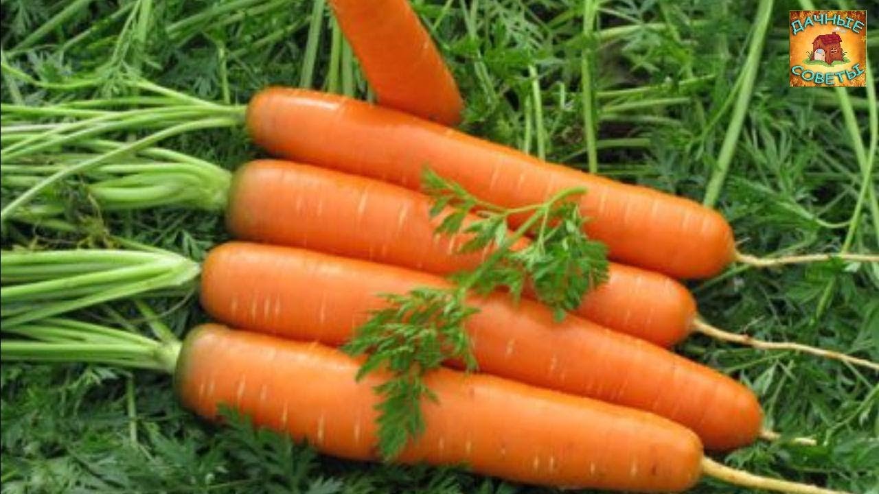 Как сажать морковь в киселе Необычный НАРОДНЫЙ СПОСОБ посева моркови о котором Вы и не догадывались