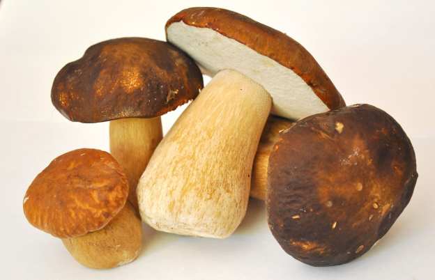 Ешьте белые грибы и у вас будет больше шансов