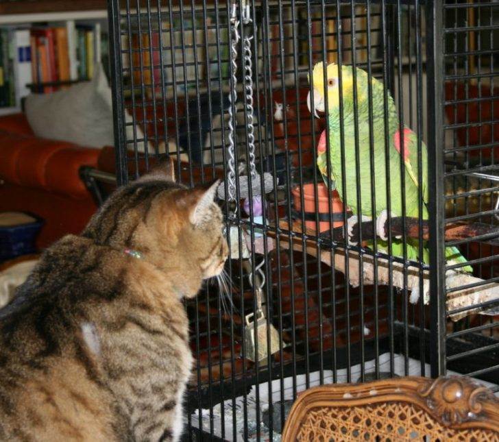 Попугай изощренно отомстил коту за постоянные издевательства