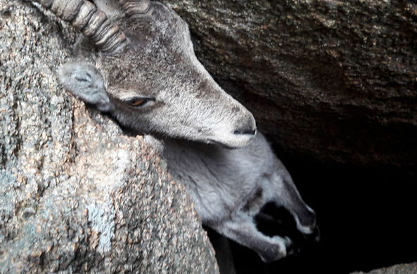 В испанских горах спасли козла, угодившего в ущелье