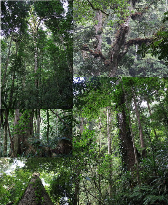 Самое высокое дерево Африки нашли на Килиманджаро