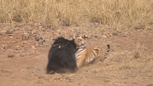 В Сети появилось видео схватки тигра с медведем