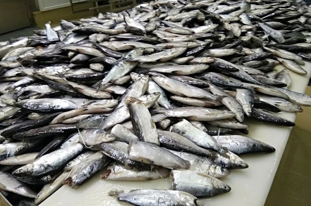 РФ разрешила поставки рыбы из ряда провинций Японии, включая Фукусиму