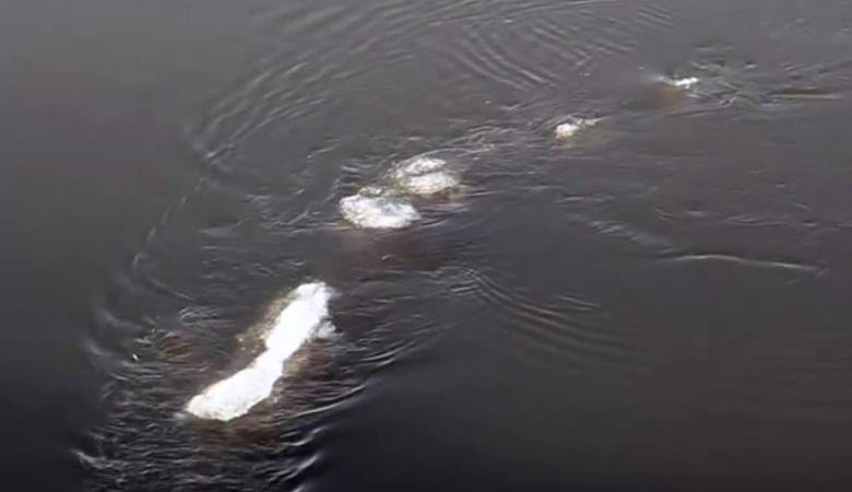 Странное водное существо сняли на видео госслужащие на Аляске