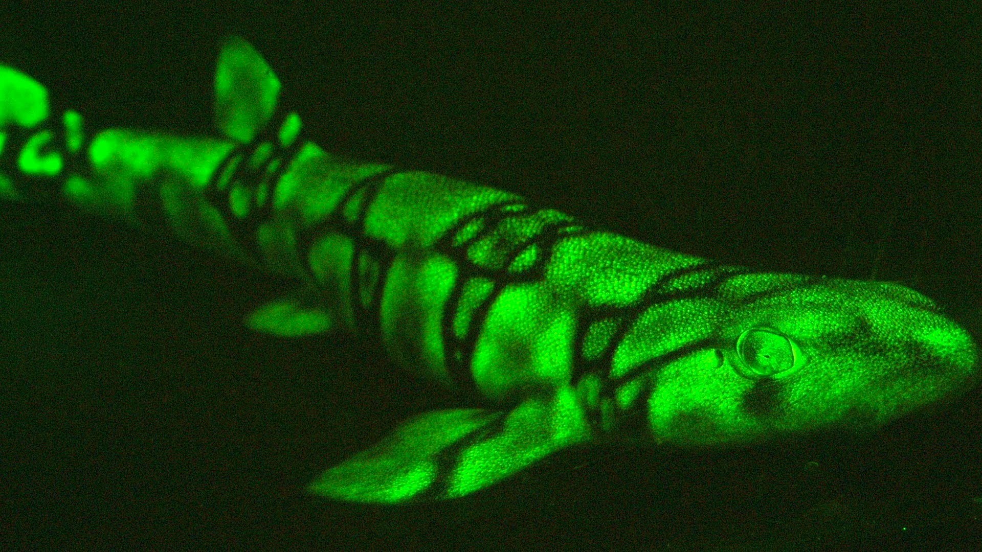 Редкие светящиеся зеленым цветом акулы обнаружены в океане в США