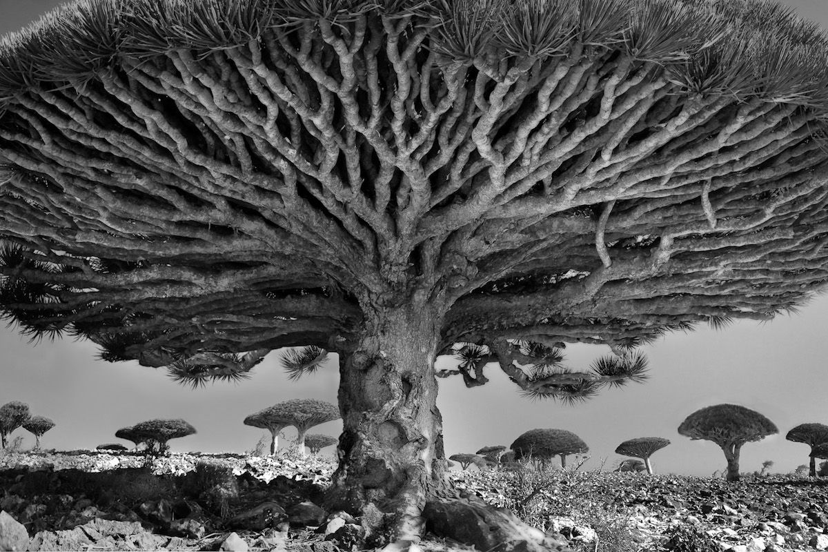Фотографии старейших деревьев планеты.