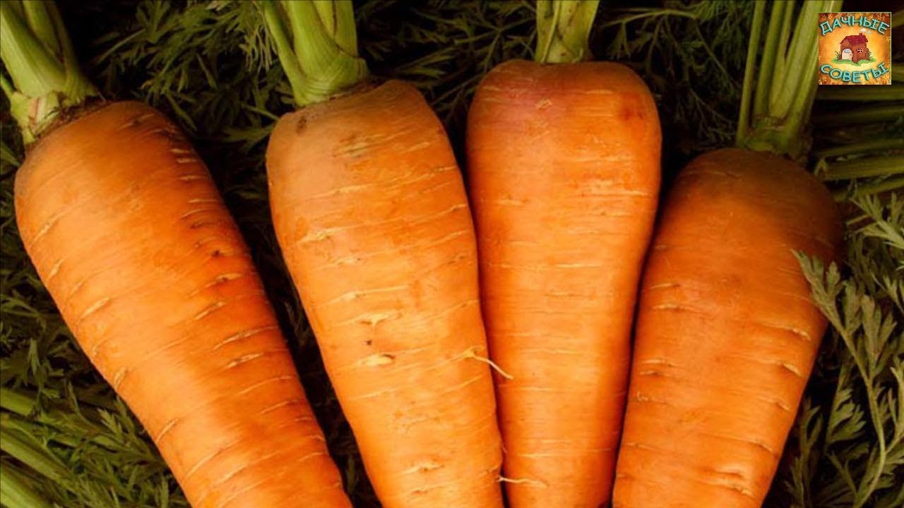 МОРКОВЬ Основные СЕКРЕТЫ ВЫРАЩИВАНИЯ 10 правил богатого урожая моркови ДАЧНЫЕ СОВЕТЫ