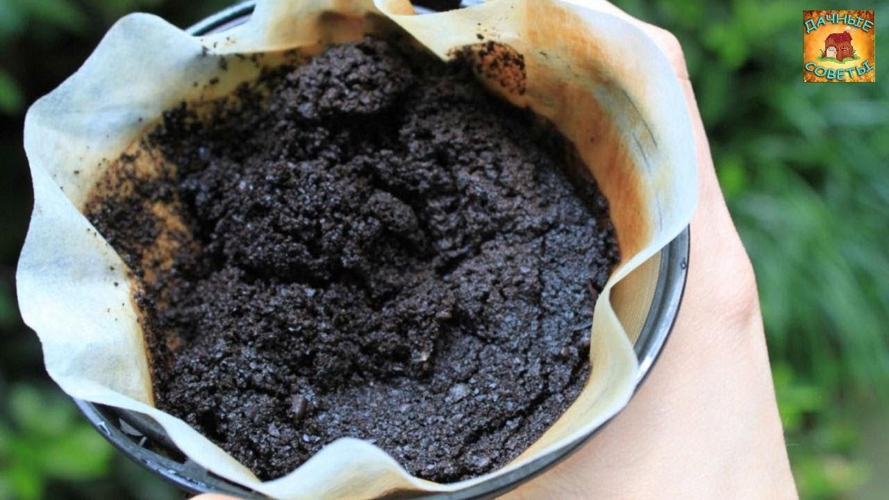 Как использовать КОФЕЙНЫЕ ОТХОДЫ в саду Польза кофе для ПОЧВЫ И РАСТЕНИЙ Дачные СОВЕТЫ ОГОРОДНИКАМ