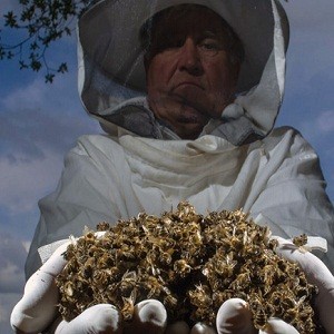 Удобрение глифосат уничтожает пчел