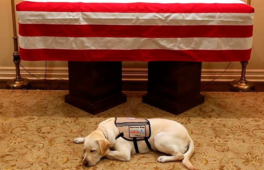 Трогательное фото: служебная собака Джорджа Буша-старшего грустила возле его гроба во время прощания с ним