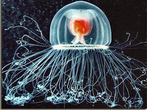 Почему медуза Turritopsis nutricula считается бессмертной?