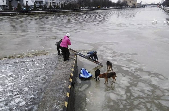 В Калининграде прохожие спасли собак на реке Преголя