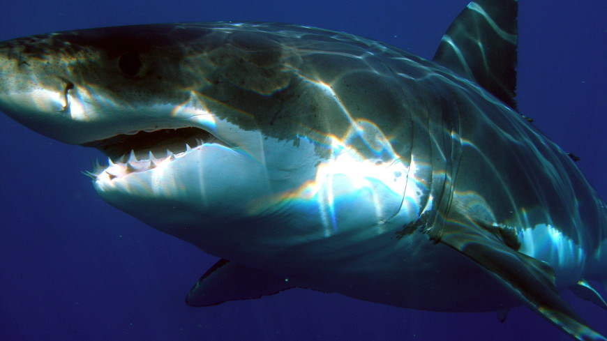 На смену исчезающим белым акулам пришли «живые ископаемые»