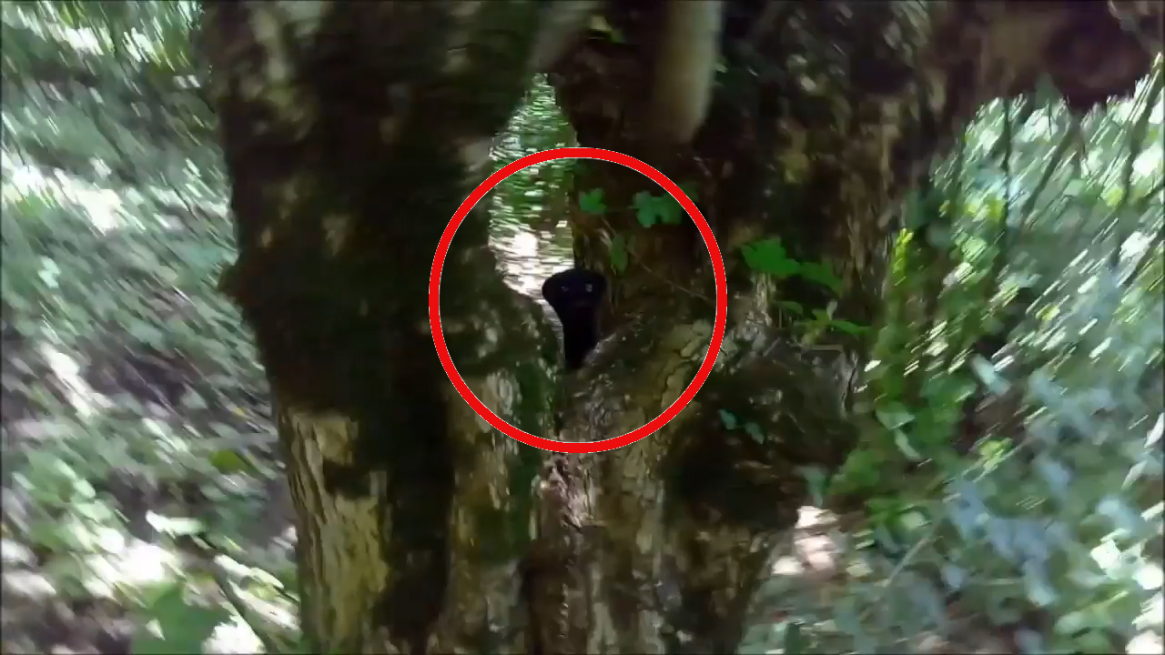 Странное существо похожий на инопланетянина снато на камеру в лесу