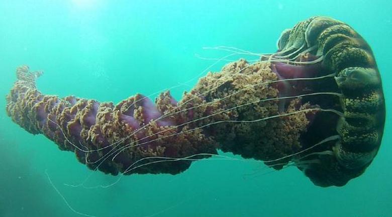 Гигантские хищные медузы: легенды или реальность?