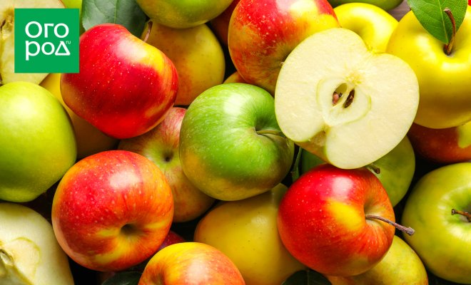 Зеленые, желтые или красные – какие яблоки полезнее