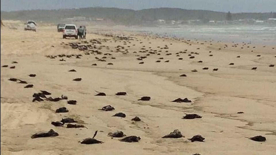 Пляжи Австралии заполонили тела мертвых птиц
