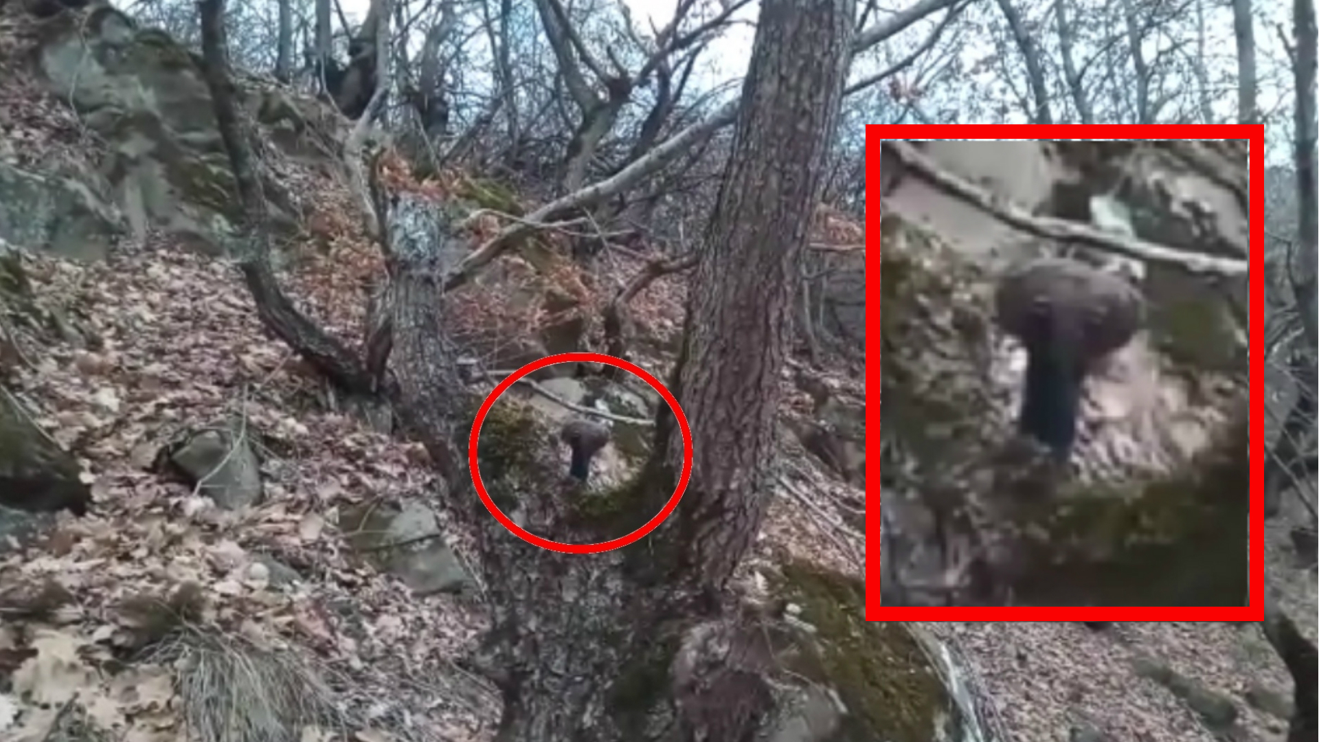Что это Инопланетянин или странное существо в лесу азербайджане